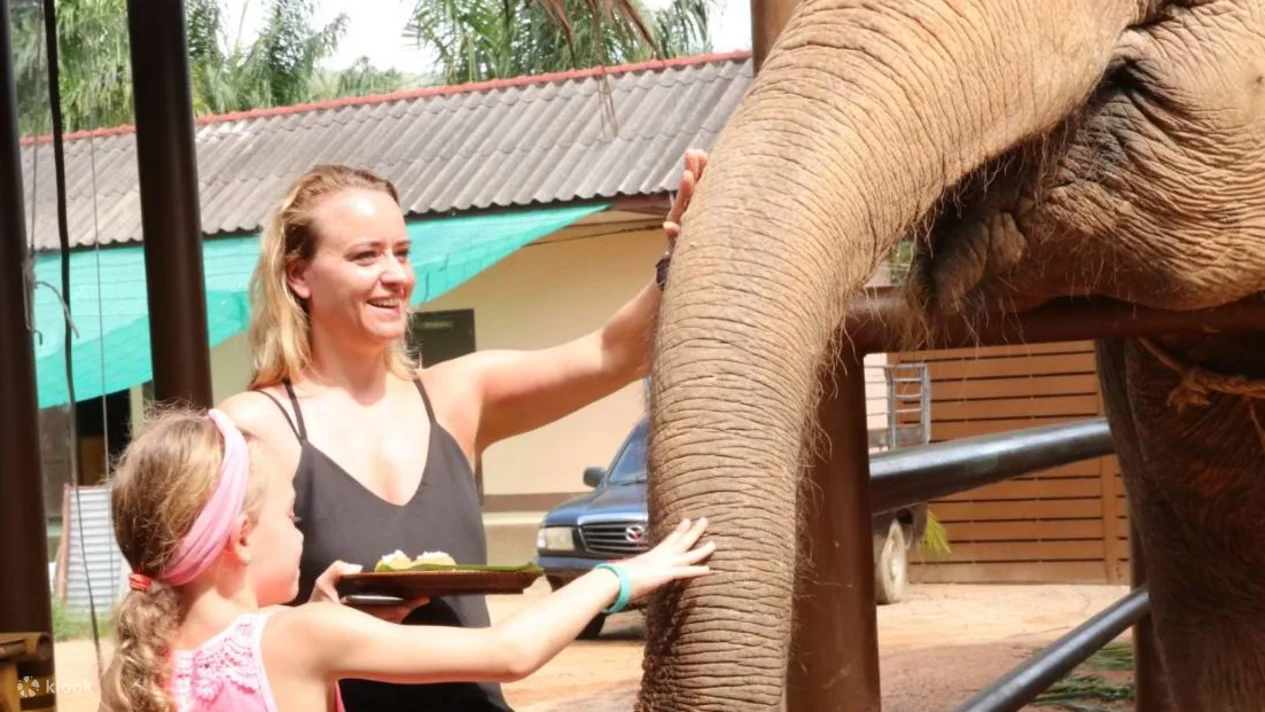 Trải Nghiệm Cho Voi Ăn Ở Samui